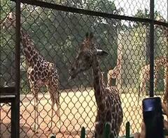 দেখুন, বছরের প্রথম দিনে জমজমাট চিড়িয়াখানা ও নিক্কোপার্ক