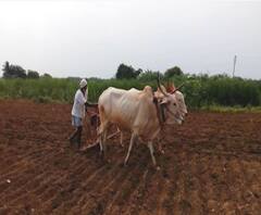 Modi Govt | नवीन वर्षाच्या सुरुवातीला मोदी सरकारचं शेतकऱ्यांना गिफ्ट; खात्यांमध्ये जमा होणार 11 हजार कोटी रूपये | ABP Majha