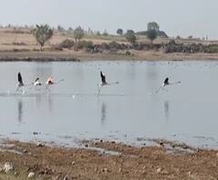 Flemingo | रशियाच्या सायबेरियातून फ्लेमिंगो पक्षी साताऱ्यात दाखल | ABP Majha