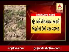 પાટણના હારીજના જાસ્કામાં જાનવરોના ત્રાસથી ખેડૂતોના પાકને ભારે નુકસાન, જુઓ વીડિયો