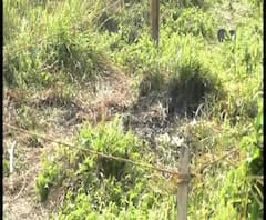 নিমতায় ব্যবসায়ীর রহস্যমৃত্যু, কল্যাণী এক্সপ্রেসওয়ে থেকে উদ্ধার অর্ধদগ্ধ মৃতদেহ