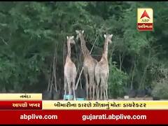 નર્મદાઃ સફારી પાર્કમાં ઝીબ્રાનું મોત, બીમારીને કારણે થયું મોત