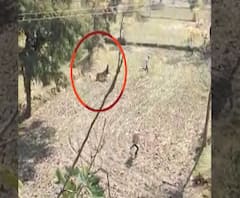 Tiger Attacks Farmer | भंडाऱ्यात दहशत माजवणाऱ्या वाघाचा शेतातील कामगारावर हल्ला 