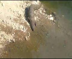 Crocodile in Mulund | मुलुंडमध्ये भरवस्तीत आढळली साडे तीन फुटांची मगर, नागरिकांमध्ये घबराट | ABP Majha