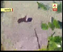 মহারাষ্ট্রের ভাণ্ডারা জেলায় বাঘের হামলা, ঘুমপড়ানি গুলি ছুড়ে বাঘটিকে কাবু করার চেষ্টা 