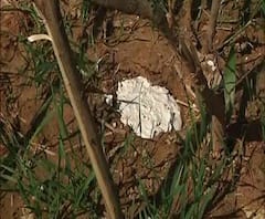 ঝাড়গ্রাম-বাঁকুড়ায় বাঘের পায়ের ছাপ, বসানো হল খাঁচা-ট্র্যাপ ক্যামেরা