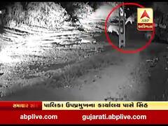 અમરેલીઃ ચલાલામાં બે સિંહની લટાર, સીસીટીવી આવ્યા સામે