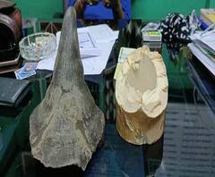 পাচারের সময় উদ্ধার কোটি টাকার হাতির দাঁত, গন্ডারের শিং, মালবাজার থেকে গ্রেফতার ৩