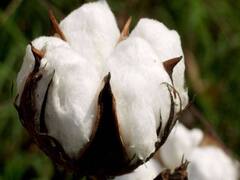 રાજકોટઃ બેડી માર્કેટ યાર્ડમાં આજથી શરૂ થશે કપાસની હરાજી, જુઓ વીડિયો