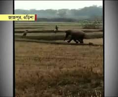 ওড়িশার জাজপুরের শঙ্খচিলা গ্রামে হাতির হামলায় মৃত ২, আহত ২
