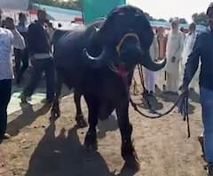  Bahubali | अकोल्यातील कृषी प्रदर्शनात बाहुबलीची चर्चा | ABP Majha