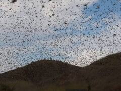 મુદ્દાની વાતઃ બનાસકાંઠામાં ફરી ત્રાટક્યા તીડ, જુઓ અહેવાલ