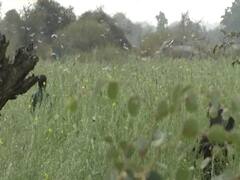 Farmers struggling to protect crops from locust invasion | Ghanti Bajao