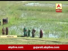 મહીસાગરઃ સુજલામ સુફલામ કેનાલ બની અભિષાપ, જુઓ વીડિયો