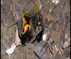 Reporter's Stories: বোমা তৈরি করতে গিয়ে বিস্ফোরণ? মথুরাপুরে আম বাগানে বিস্ফোরণে গ্রেফতার ২