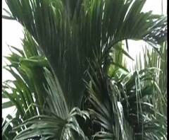 একটানা ঝিরঝিরে বৃষ্টি, সঙ্গে দমকা হাওয়া, কলকাতা-সহ দক্ষিণবঙ্গের বিভিন্ন জেলায় আকাশের মুখ ভার,আগামী সপ্তাহের শুরুতেই ফের জাঁকিয়ে শীতের পূর্বাভাস