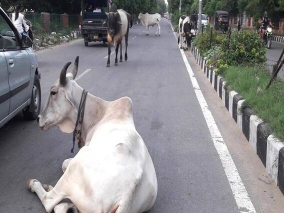 સુરતમાં રખડતા ઢોરથી સ્થાનિકોને હાલાકી, જુઓ વીડિયો