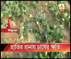 বাঁকুড়ায় দাপিয়ে বেড়াচ্ছে জোড়া দলছুট হাতি, ব্যবস্থা নেওয়ার আশ্বাস বন দফতরের