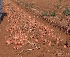 Special Report | बटाट्यांनी करोडपती बनला शेतकरी, उत्पन्न 25 कोटी | ABP Majha