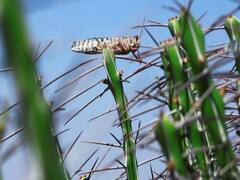 બનાસકાંઠાઃ છેલ્લા ત્રણ દિવસથી માવસરી રણ વિસ્તારમાં તીડના ધામા, જુઓ અહેવાલ