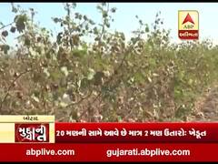 મુદ્દાની વાતઃ બોટાદમાં ગુલાબી ઇયળ લાવી માટે ખેડૂતો માટે કાળા દિવસો, જુઓ અહેવાલ