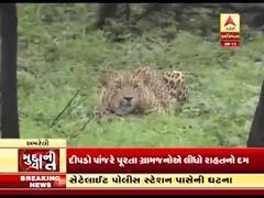 મુદ્દાની વાતઃ સૌરાષ્ટ્રમાં દીપડાની દહેશત યથાવત, જુઓ અહેવાલ