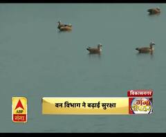 आसन बैराज में विदेशी परिंदे