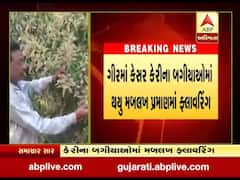 ગીરમાં આવેલા કેસર કેરીના 70 ટકા બગીચાઓમાં ફ્લાવરિંગ, જુઓ વીડિયો 