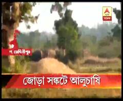 অসময়ে বৃষ্টি, হাতির দাপাদাপি; জোড়া সঙ্কটে পশ্চিম মেদিনীপুরের আলুচাষিরা