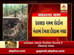 વલસાડઃ શેરડીના ખેતરમાં દેખાયા દીપડીના બચ્ચા, મજૂરો ખેતરમાંથી બહાર નીકળી ગયા