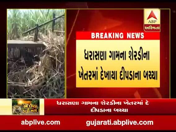 વલસાડઃ શેરડીના ખેતરમાં દેખાયા દીપડીના બચ્ચા, મજૂરો ખેતરમાંથી બહાર નીકળી ગયા