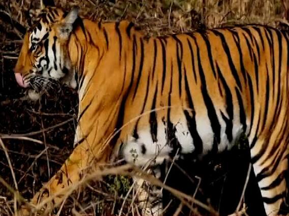 Maharashtra: बाघ के सामने जिंदा लाश का ड्रामा! | Sansani