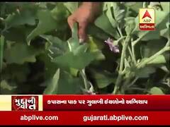 મુદ્દાની વાતઃ બોટાદમાં ઇયળે ખેડૂતોને રડાવ્યા, જુઓ અહેવાલ