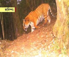 কালিম্পংয়ের নেওড়াভ্যালিতে বনদফতরের পাতা ক্যামেরায় ধরা পড়ল রয়্যাল বেঙ্গল টাইগার