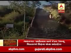 ભાવનગરઃ પાલીતાણા-જેસર રેવન્યુ વિસ્તારમાં સિંહના આંટાફેરા, જુઓ વીડિયો