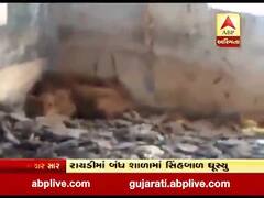  અમરેલીઃ બંધ શાળામાં સિંહબાળ ઘૂસ્યુ, જૂઓ વીડિયો