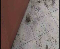 দুষ্কৃতী মারধরের প্রতিবাদ, বেহালায় প্রতিবাদীর বাড়িতে হামলা, বোমাবাজি