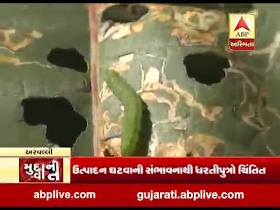 મુદ્દાની વાતઃ એરંડાના પાકમાં ઇયળોનો આતંક, જુઓ અહેવાલ