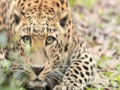 દ્વારકાઃ ખંભાળિયામાં દીપડાએ પશુનું કર્યું મારણ, જુઓ વીડિયો