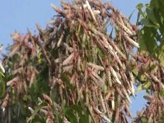 Locusts attack become trouble for farmers in Jalore | Ghanti Bajao