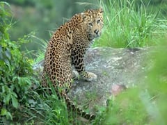 સુરતઃ માંડવીમાં વધુ એક દીપડો પાંજરે પુરાયો, જુઓ વીડિયો