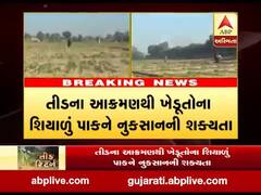 બનાસકાંઠાઃ વાવ તાલુકામાં તીડનું ફરીથી આક્રમણ, જુઓ વીડિયો