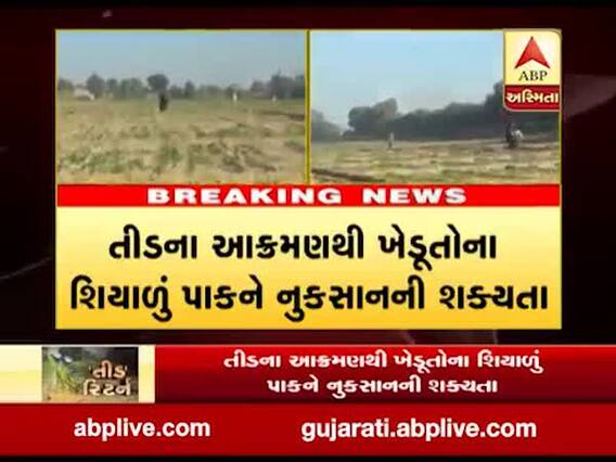 બનાસકાંઠાઃ વાવ તાલુકામાં તીડનું ફરીથી આક્રમણ, જુઓ વીડિયો