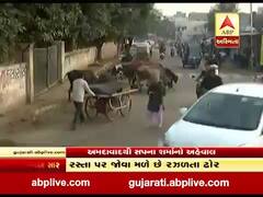 અમદાવાદના રસ્તાઓ પર રખડતા ઢોરનો ત્રાસ યથાવત, જુઓ વીડિયો