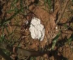 Reporter Stories: ঝাড়গ্রামের লক্ষণপুরে মিলল বাঘের পায়ের ছাপ, ফাঁদে ফেলতে চারটি খাঁচা, চার জোড়া ক্যামেরা, সুন্দরবন থেকে আসছে বিশেষজ্ঞ দল