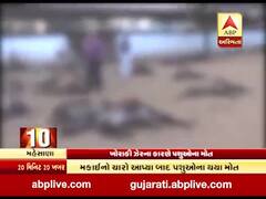 મહેસાણાઃ પાંજરાપોળમાં ખોરાકી ઝેરની અસરથી 100 પશુઓના મોત