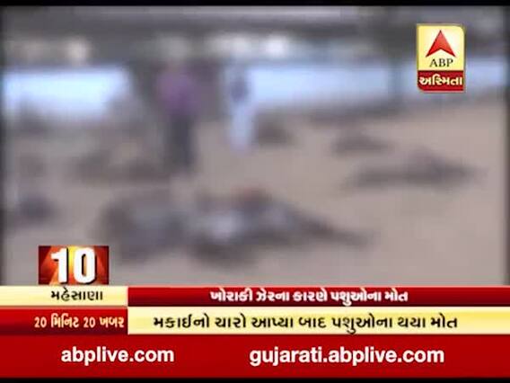 મહેસાણાઃ પાંજરાપોળમાં ખોરાકી ઝેરની અસરથી 100 પશુઓના મોત