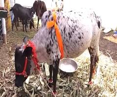 Village News | माझं गाव माझा जिल्हा | राज्याच्या कानाकोपऱ्यातील बातम्यांचा आढावा | ABP Majha