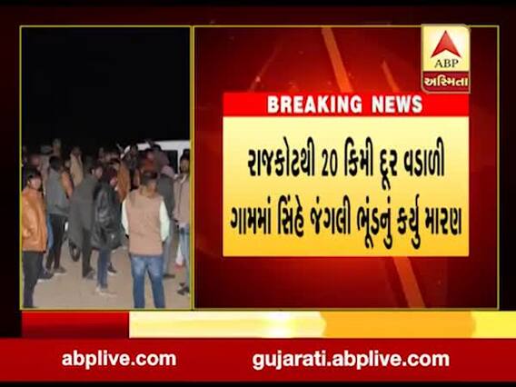 ચોટીલામાં દહેશત ફેલાવનાર સિંહના રાજકોટમાં ધામા, જંગલી ભૂંડનું કર્યું મારણ, જુઓ વીડિયો