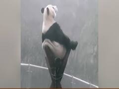 China gleams in white post consistent snowfall